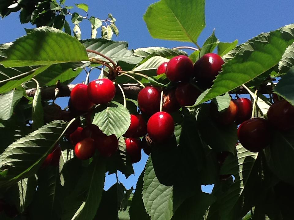 לינה וארוחת בוקר San Floriano del Cóllio Azienda Agricola Baronesse Tacco מראה חיצוני תמונה